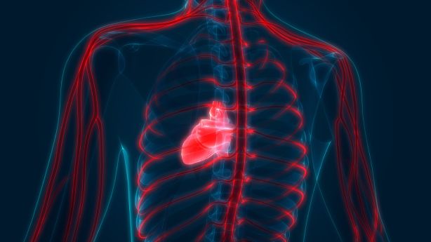 Triglycerides  ldl  hdl  cholesterol A ‘wake-up’ name: Your health sooner than age 40 is tied to heart dangers later in lifestyles – KSL.com